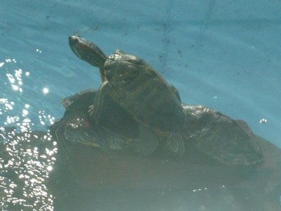 turtlesbasking.jpg