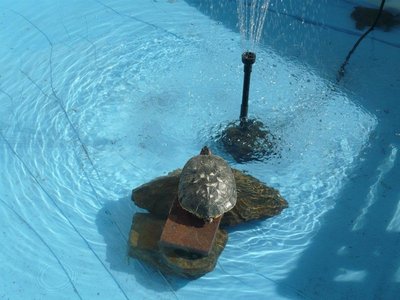 sheba in the pool.jpg