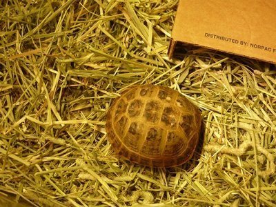 P1010393.JPG (249.38 KiB) Viewed 29559 times P1010393.JPG