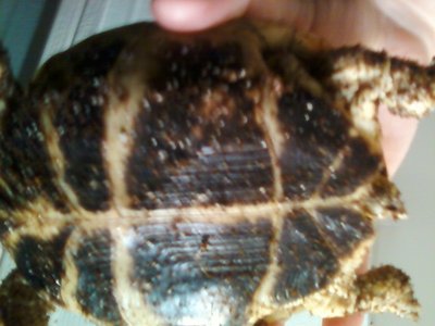 1129130239.jpg (125.39 KiB) Viewed 19014 times 1129130239.jpg