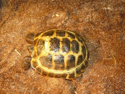 P1010439.JPG (245.19 KiB) Viewed 33200 times P1010439.JPG