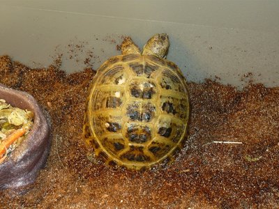 P1010442.JPG (230.09 KiB) Viewed 33085 times P1010442.JPG