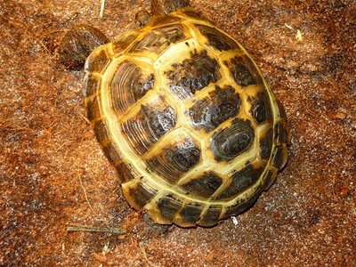 P1010440.JPG (244.81 KiB) Viewed 33106 times P1010440.JPG