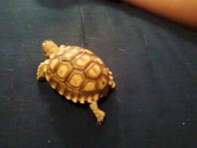 sulcata.jpg
