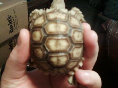 sulcata2.jpg