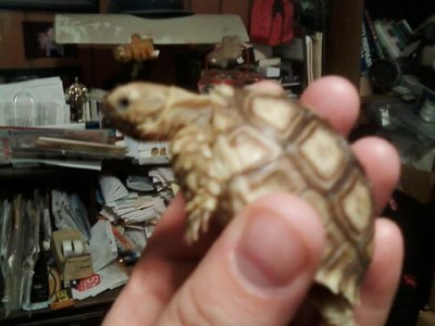 sulcata3.jpg