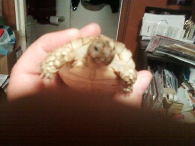 sulcata4.jpg