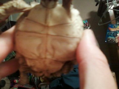sulcata5.jpg