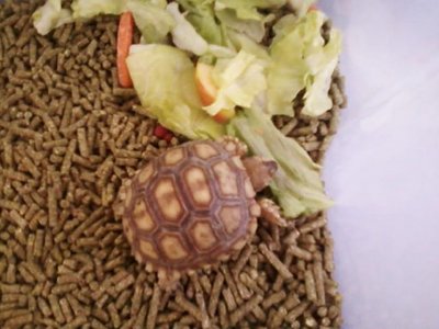 sulcata6.jpg