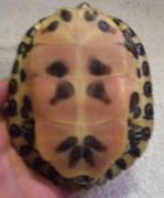 plastron.jpg