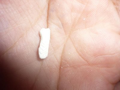 cuttlebone1.JPG