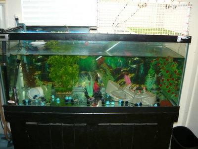 my babies paradise.jpg (41.93 KiB) Viewed 9399 times my babies paradise.jpg