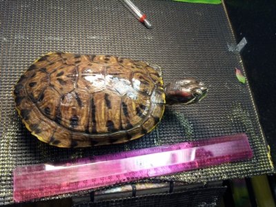 wilma size.jpg