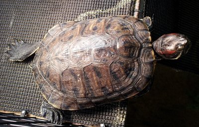 wilma basking.jpg