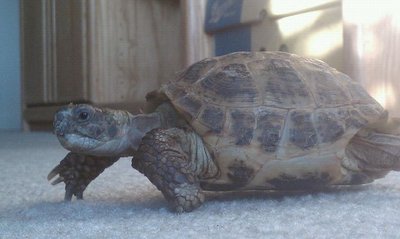 373898_138538876255764_100002989565194_179212_147611629_n.jpg (42.99 KiB) Viewed 24865 times 373898_138538876255764_100002989565194_179212_147611629_n.jpg