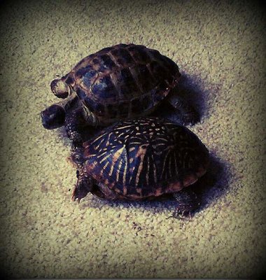 407312_171056286337356_100002989565194_261201_1059847342_n.jpg (106.08 KiB) Viewed 24865 times 407312_171056286337356_100002989565194_261201_1059847342_n.jpg