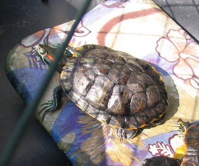 Red slider.jpg