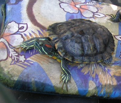 Red slider 2.jpg