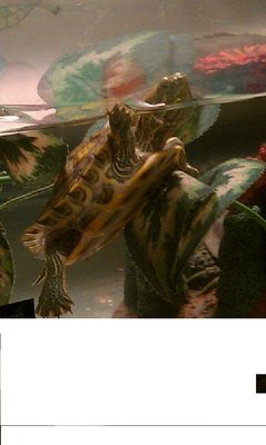IMAG0118.jpg