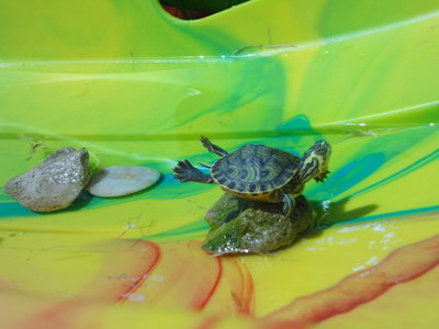 turtles5.jpeg (91.24 KiB) Viewed 1323 times turtles5.jpeg