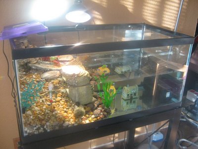Turtle 40 tank 005.jpg