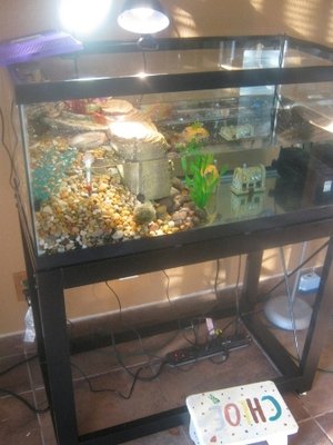 Turtle 40 tank 006.jpg
