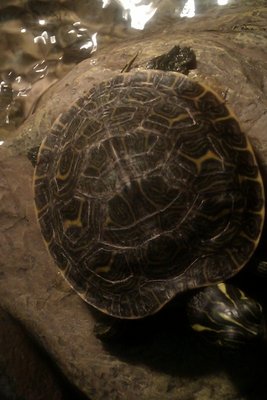 IMAG0675.jpg
