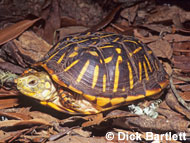 ornate-box-turtle.jpg