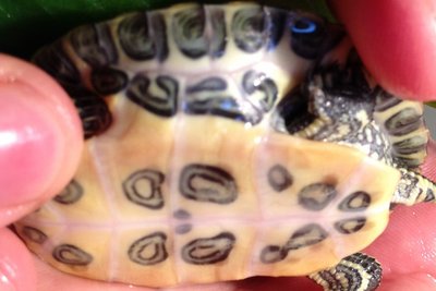 Turtle 1.jpg