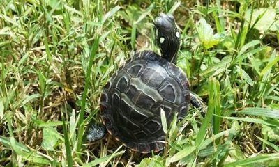 Gurgi shell 2.jpg