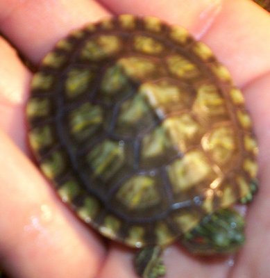 turtle 3.JPG