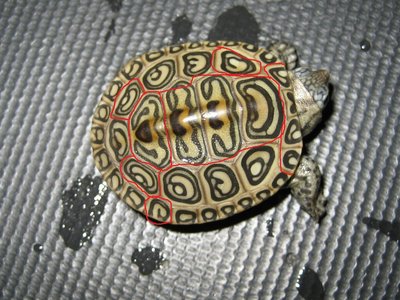 Turtle.jpg
