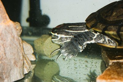 Franklin Eating the Jello Shots.jpg