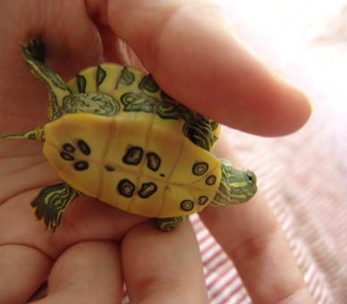 red-eared_turtles_21.jpg