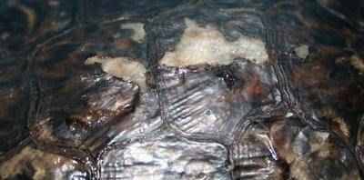 cropped_IMG_1689.jpg