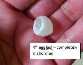 4th-tank-egg.jpg