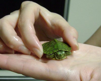 turtle1.jpg