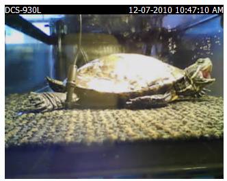 turtle.jpg