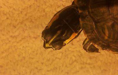 squirt2.jpg