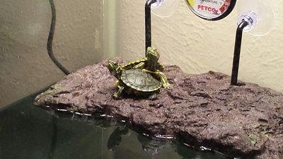 basking2.jpg