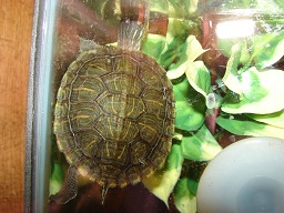 Turtles 036.JPG