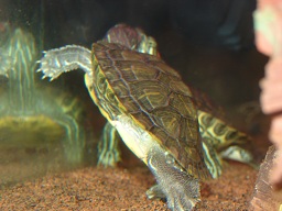 Turtles 022.JPG