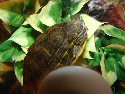 Turtles 001.JPG