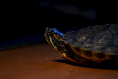 DSC_0474.JPG