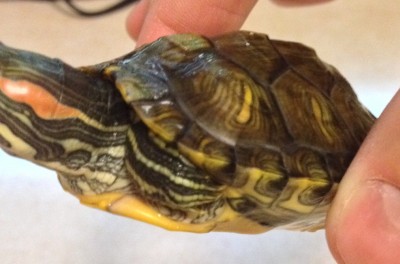 image.jpg (487.68 KiB) Viewed 3153 times image.jpg