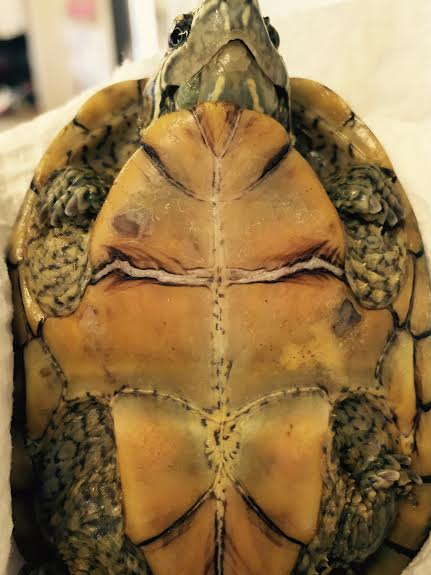 turtle 1.jpg