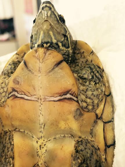 turtle 2.jpg
