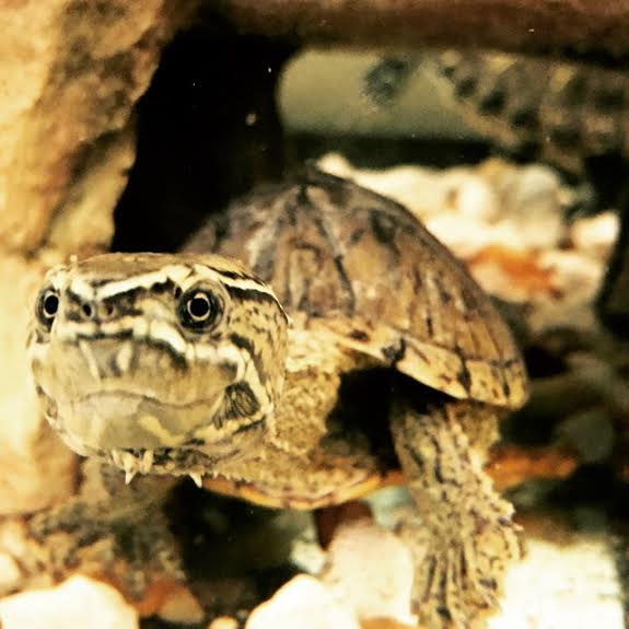 turtle 3.jpg