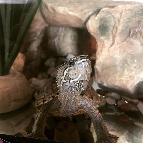 turtle 5.jpg
