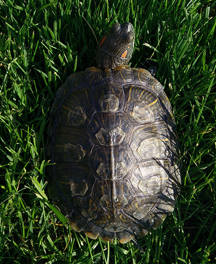 smaller size.jpg